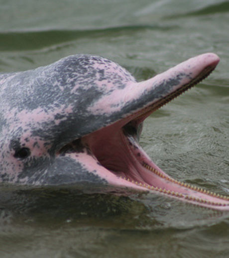 В Боливии обнаружен розовый дельфин