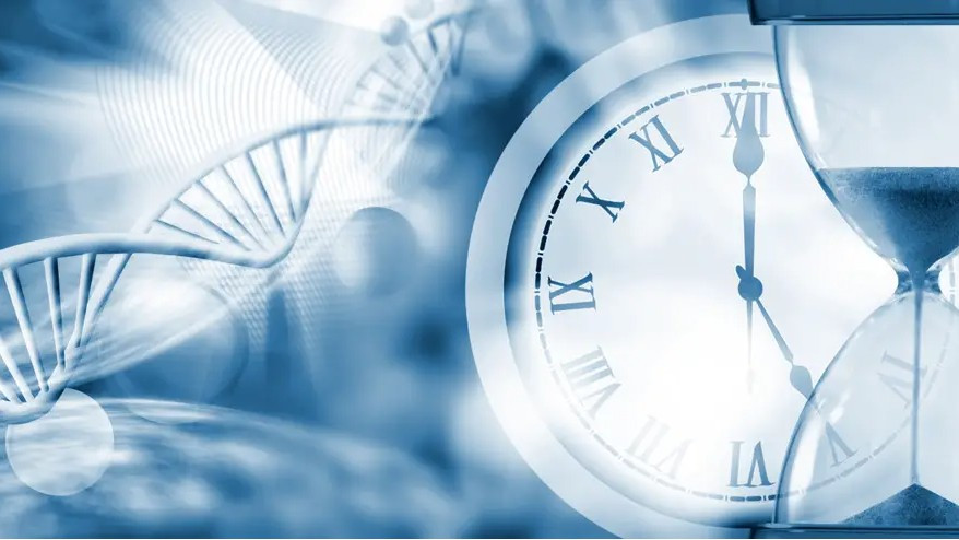 Перепрограммированные генетические «часы» замедляют старение и увеличивают продолжительность жизни клеток