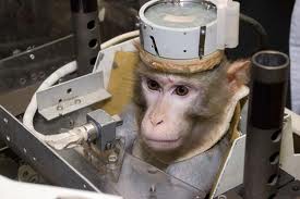 Иран: запуск обезьянки в космос состоялся