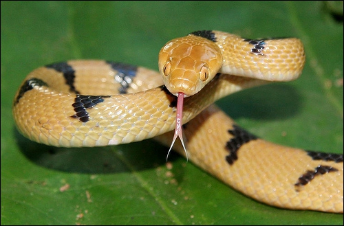 Почему змеиный язык раздвоен