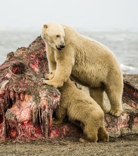 охота белых медведей на китов