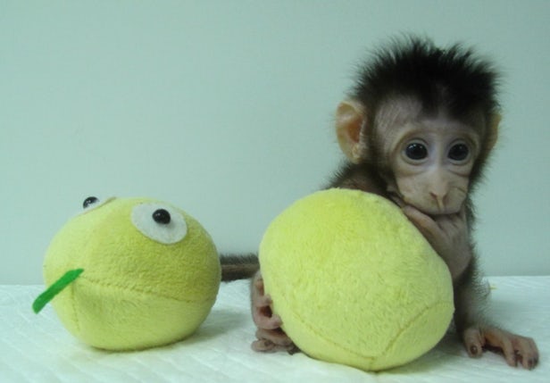 Родились две клонированные обезьянки-милашки