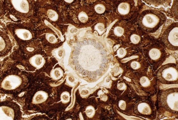 Уникальные хромосомы сохранились в ископаемом Юрского периода