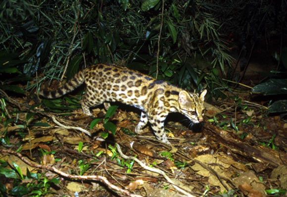 В Бразилии был обнаружен новый вид диких кошек