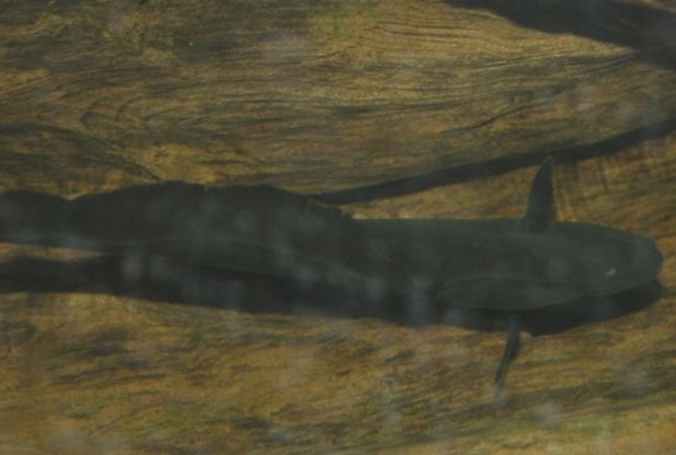 Амазонская рыба вдохновила ученых на создание подводного робота