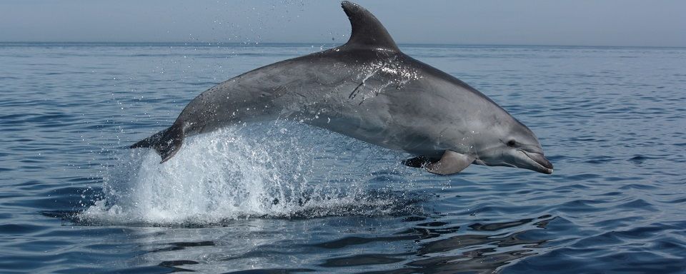 Дельфины спасли пловца от акулы