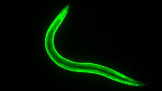 Генная мутация не дает червям толстеть