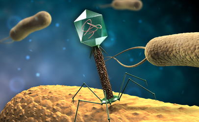 Бактериофаги набирают популярность