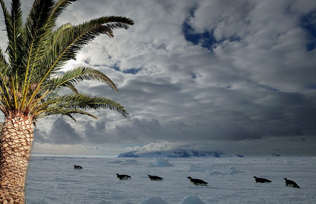 Пальмы появятся в Антарктике