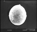 В Антарктике обнаружен необычный микрометеорит