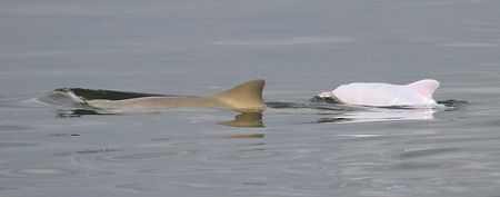 В Бразилии найден уникальный белый дельфин