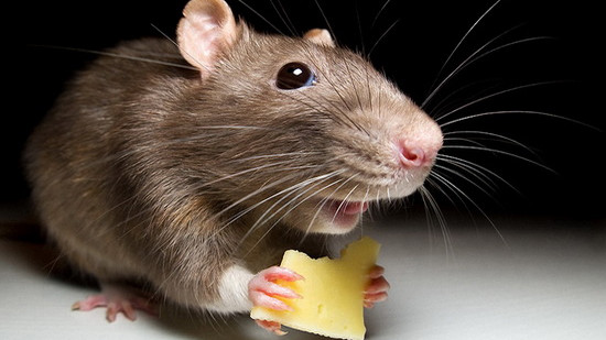 Ген, имитирующий ограничение калорийности, продлевает здоровье и жизнь мышей