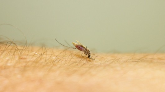Малярию смогут диагностировать легким способом