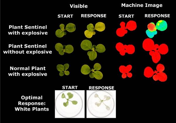 Исследователи работают над растениями-детекторами