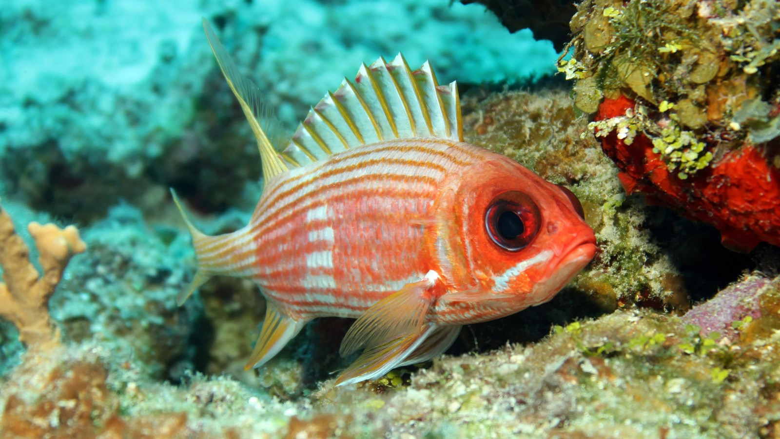Исследование показывает, что большинство рыб общаются звуками