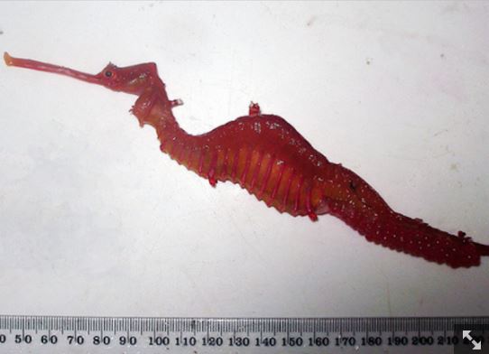 Скажите «Привет, Руби!»: открыт новый вид морских драконов