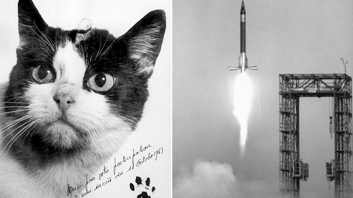 55 лет назад: первый кот в космическом пространстве