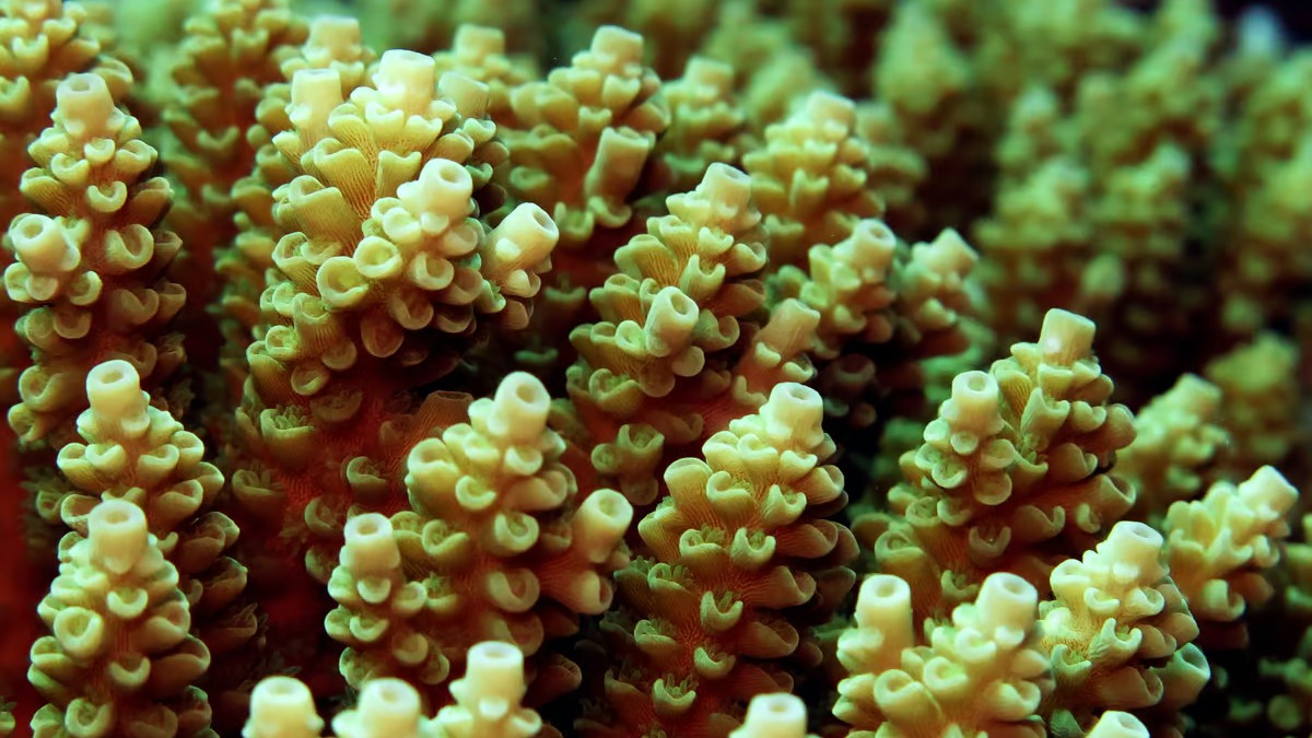 Родственник хламидий был обнаружен в кораллах Большого Барьерного рифа