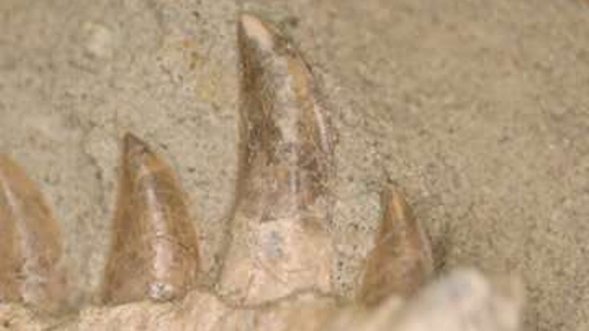 Динозавр-хищник менял зубы как акула