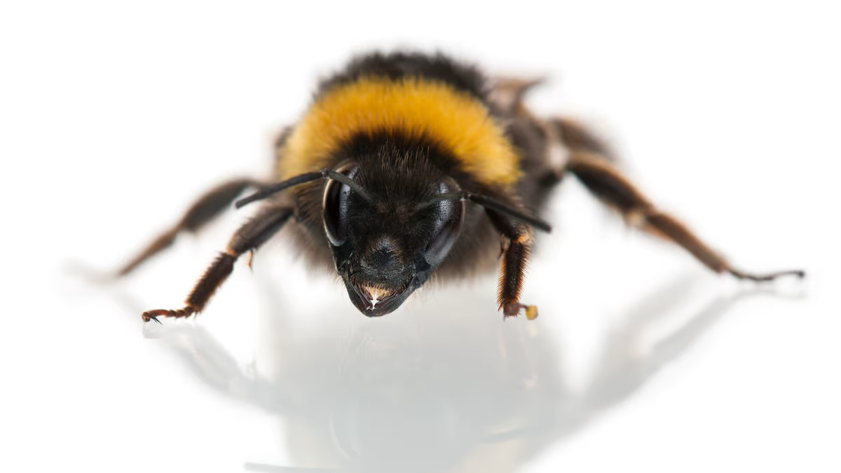 У пчел замечены первые свидетельства игрового поведения насекомых