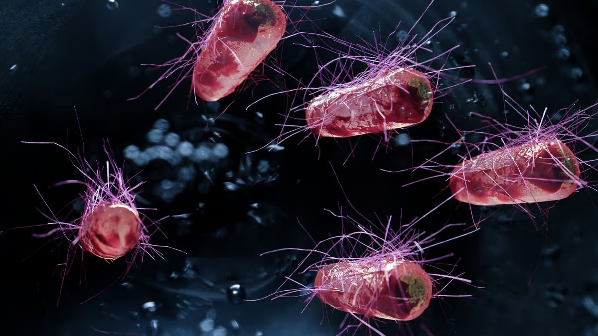 Генетически модифицированные бактерии найдут и уничтожат опухоли