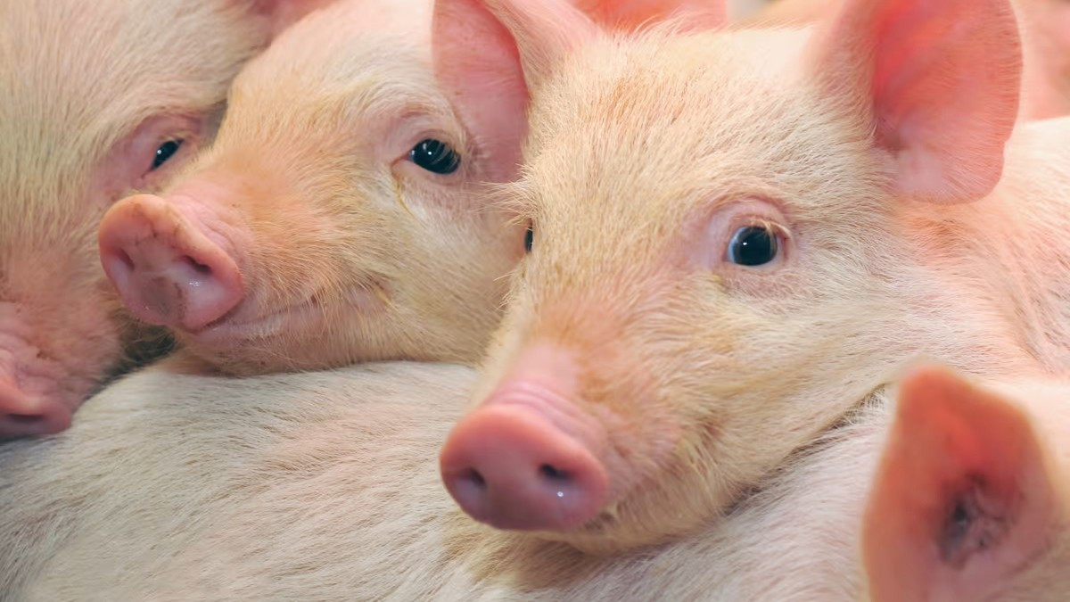 Ученые восстанавливают клеточные функции свиней после смерти