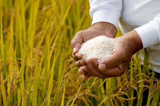 Рис начали выращивать 9000 лет назад