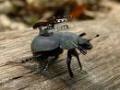 Пентагон демонстрирует радиоуправляемого жука-киборга в полёте