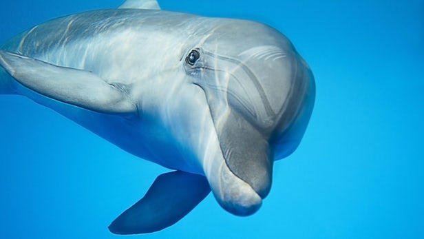 У дельфинов выявлена болезнь Альцгеймера
