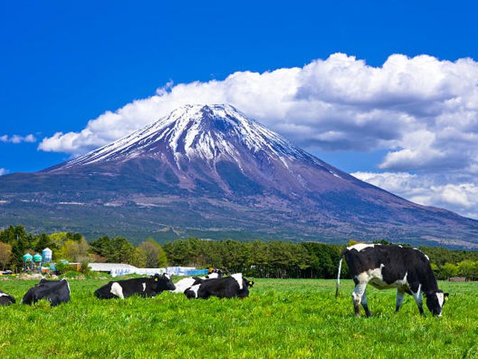 Как в Японии спасают коров от жары?