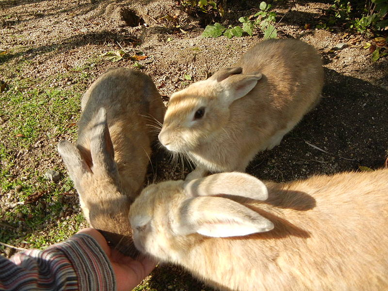 Японский остров кроликов ждет туристов