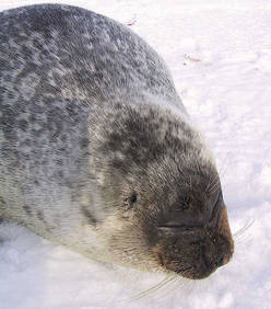 Неизвестная болезнь убивает тюленей на Аляске