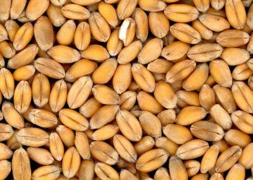 Употребление цельного зерна снижает риск смерти