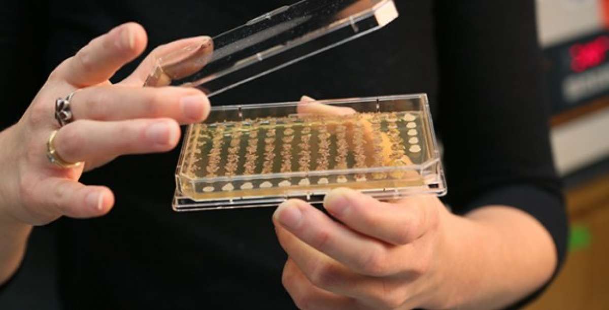 Бактериальный "Бойцовский клуб" откроет новые методы лечения
