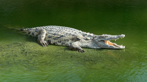 Развеян миф о гигантах-крокодилах