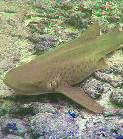 В Дубаи акула-девственница в четвертый раз приводит потомство