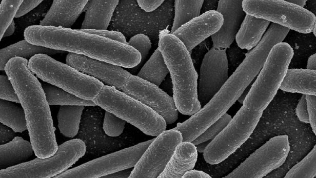Микробиом расскажет о болезнях человека