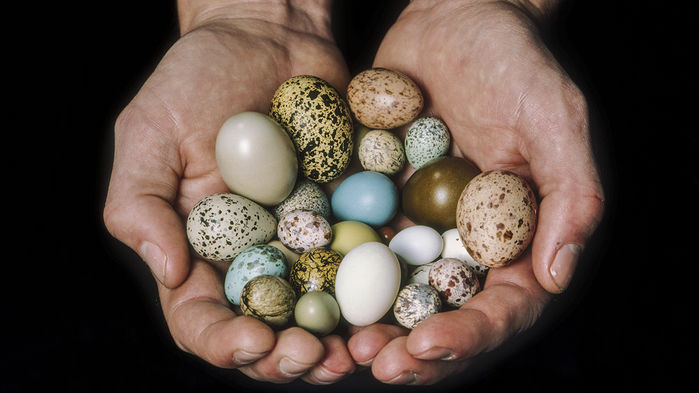Ученые объяснили форму птичьих яиц