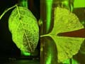 Листья растений вдохновляют исследователей на разработку новых транспортных сетей