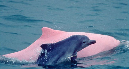 Обнаружен новый вид горбатых дельфинов