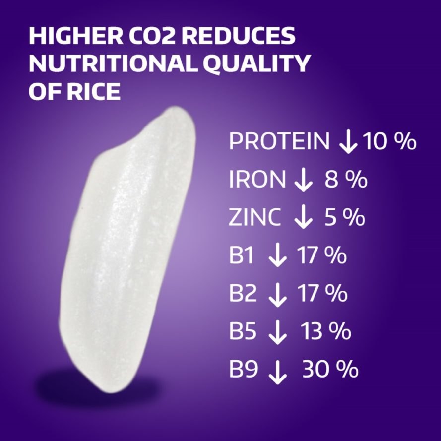 Углекислый газ вредит рису