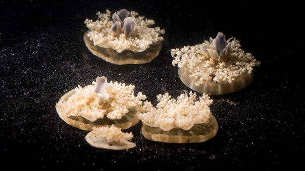 Ученые опешили от того, что медузы спят