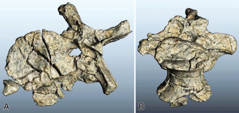Совместная работа КТ и 3D-печати воспроизвела окаменелые кости динозавров