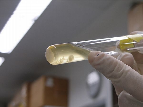 Исследователи использовали белок для создания биотоплива