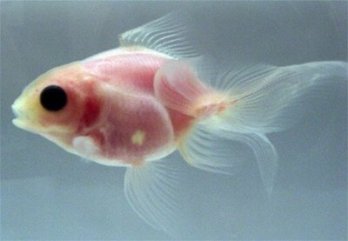 Генетики создали "прозрачную рыбку"