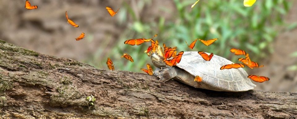 Амазонские бабочки начали охоту на черепах