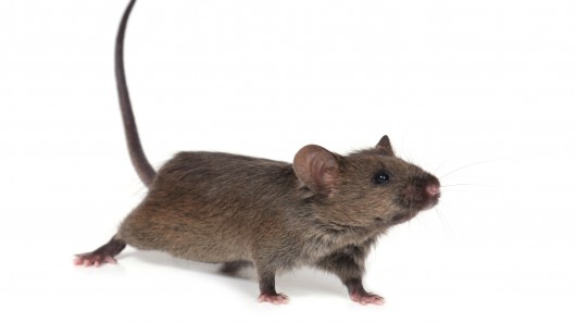 Нокаутированный ген повысил длительность жизни мышей