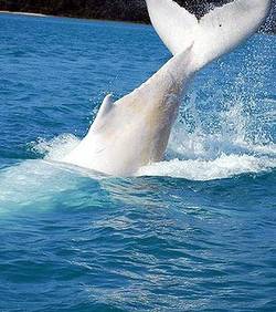 В Австралии найден редчайший вид белого кита