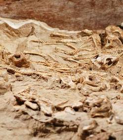 В Монголии обнаружили скелеты детенышей динозавров