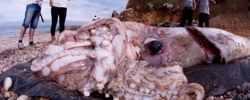 Кальмар-монстр был выброшен на берег в Испании